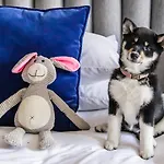 ホテル キンプトン デ ウィット
